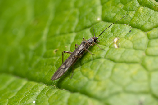 A closeup shot of a Thrips on a green leaf