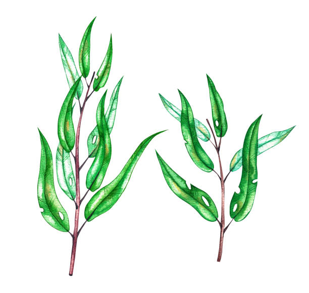 istock Watercolor set of eucalyptus twigs on a white background 1440771816