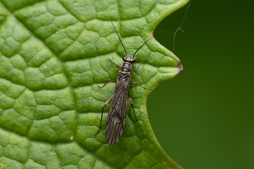 A closeup shot of a Thrips on a green leaf