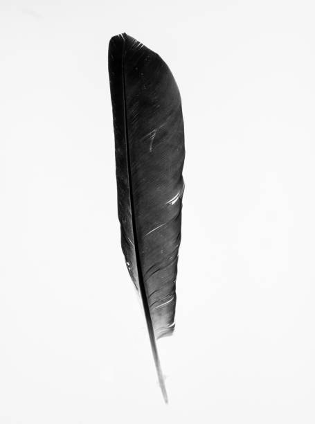 A vertical shot of a black feather on an isolated white background
