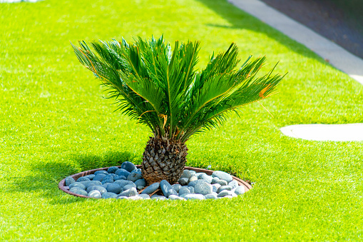 A young sago palm tree growing in a vibrant grass field in a park with a pile of pebbles around it
