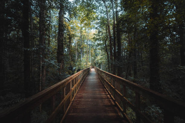 istock Wooden bridge in a forest surrounded by tall trees 1440772231