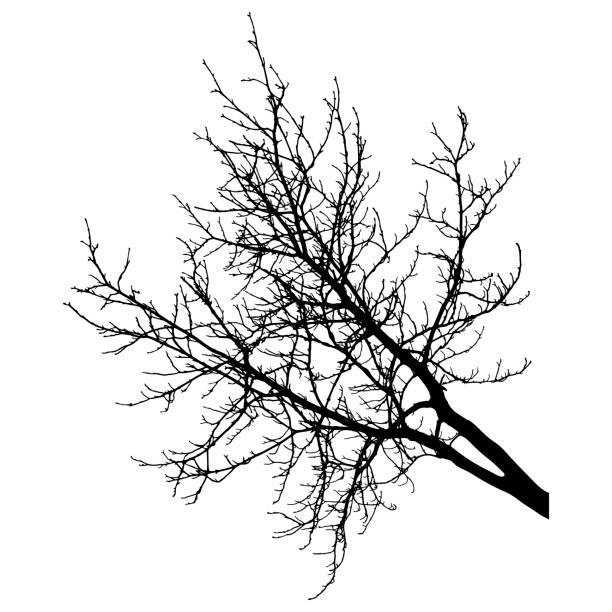 illustrations, cliparts, dessins animés et icônes de branche nue d’arbre, silhouette. illustration vectorielle - tree silhouette branch bare tree