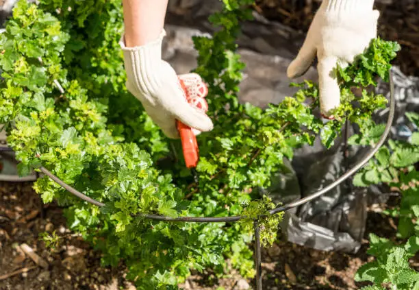A closeup shot of a woman with gardening gloves cutting a gooseberry bush
