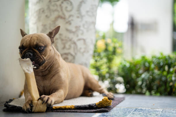 istock French Bulldog eating a rawhide bone on the floor 1440772689
