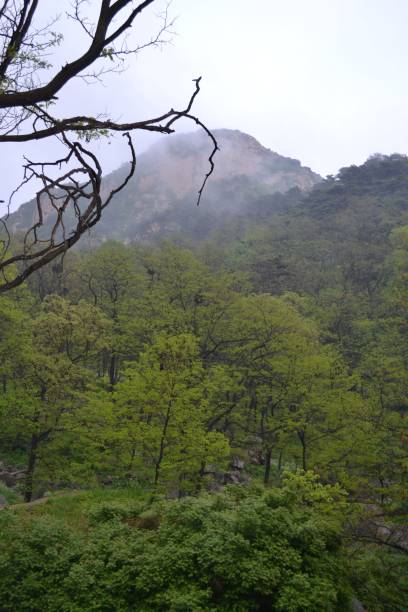 istock Peaks, trees and fog at Mount Taishan, China 1440772981