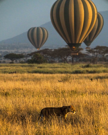 Waterbuck (Kobus ellipsiprymnus) family standing, with a  a hot air balloon in the background, on the savannah of the Masai Mara National Park in Kenya.