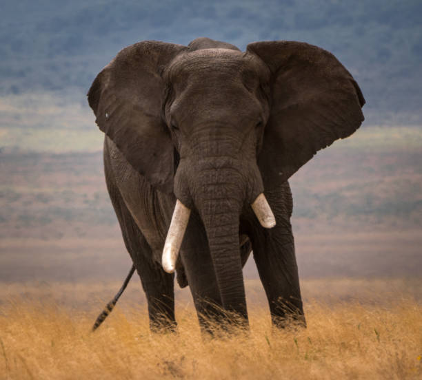 istock Elephant with one damaged ivory tusk. The African bush elephant 1440773146