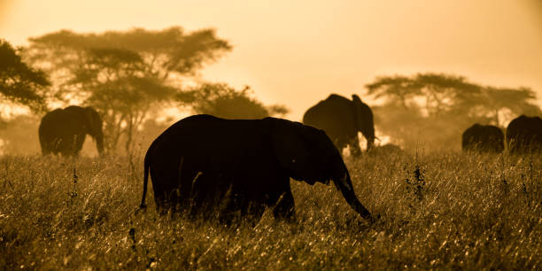 istock African bush elephant is also known as the African savanna elephant 1440773171