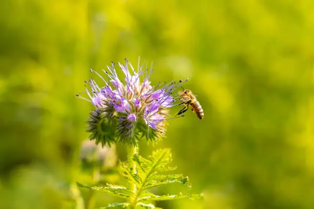 A shallow focus of a bee harvesting pollen from a phacelia flower
