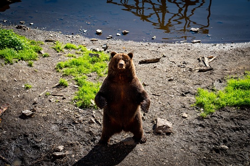 Beautiful picture of a brown grizzly bear standing and looking at camera in front of the lake in the zoo, Alaska