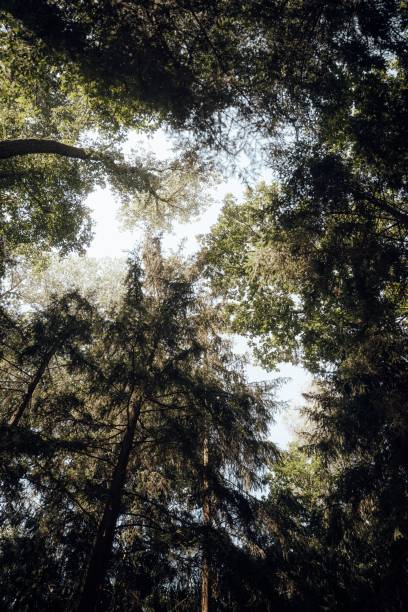 istock A low angle of a group of pine trees 1440773422