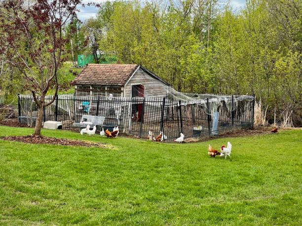 istock Rural saltbox-roofed fenced house with backyard chicken 1440773614