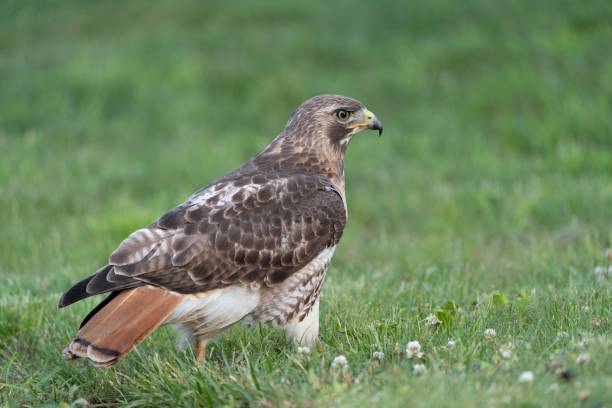 istock Closeup shot of a Common buzzard bird standing on grassland and looking forward 1440773924