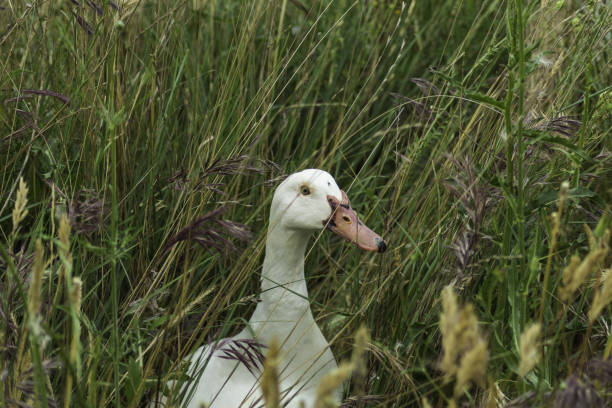 istock close-ups of some ducks in the wild 1440774271