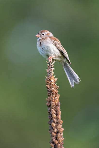 istock Vertical shot of a house sparrow 1440774434