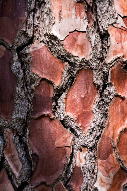 vieille écorce d'arbre de bois - bark elm tree oak tree wood photos et images de collection