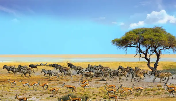 Animals running across the African Savannah witha lone Acacia tree