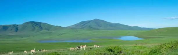 A scenic view of the Kusasenri with deer in  Minamiaso, Japan on a sunny day