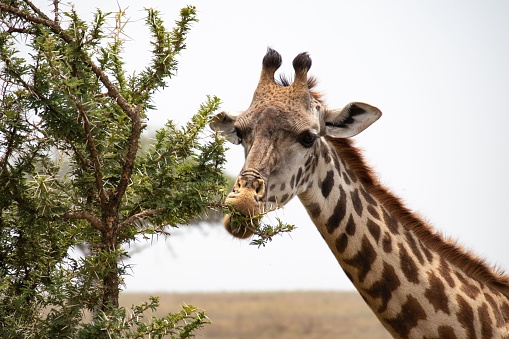 A closeup shot of a giraffe standing next to the tree and eating green leaves, with an outline of a savannah in the background
