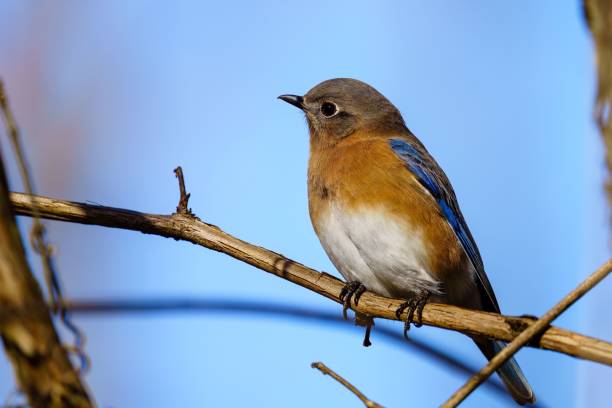 istock Selective focus shot of an Eastern bluebird perched on a branch in a park 1440774980