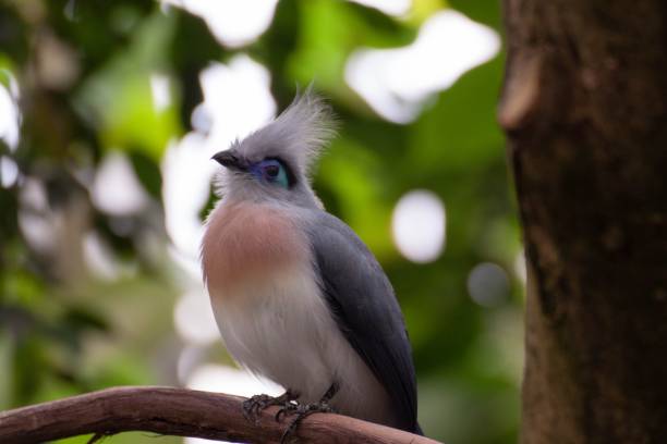 istock Low angle shot of a crested coua bird perched on a tree branch 1440775033
