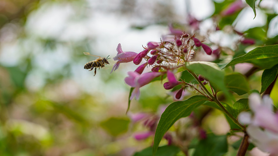 A selective focus shot of a bee ne pink weigela flowers outdoors during daylight