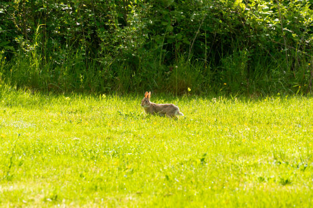 istock Cute furry rabbit running through the meadow 1440775253