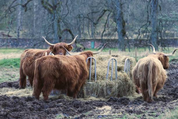 istock Fluffy highland cattle eating hay in the farm 1440775254