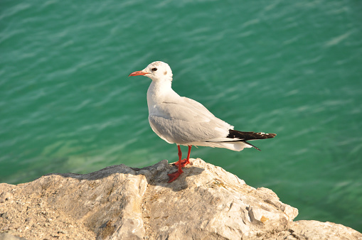 A selective focus of a seagull perching on a rocky coast