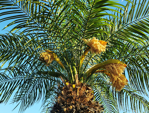 A top part of the lush date palm tree against the blue sky