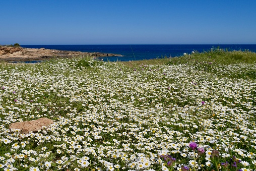 Fields of chamomile and fantastic views along coastal trail in Riserva Naturale Oasi Faunistica di Vendicari, Sicily, Italy.
