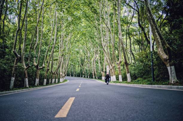 晴れた日に背の高い緑の木々がいる公園を走る道路とバイカーのローアングルショット - single line yellow road asphalt ストックフォトと画像