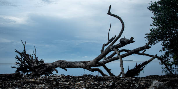 istock Closeup of an uprooted tree at a shore under a cloudy sky 1440776399