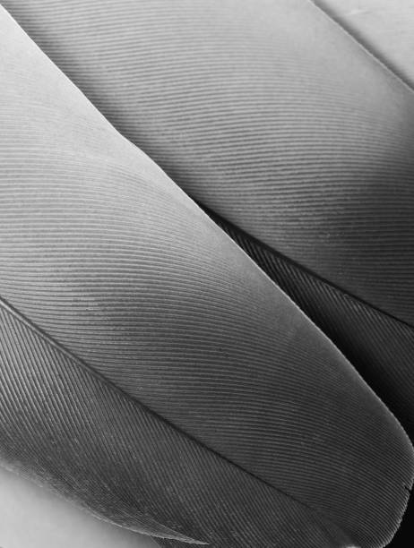 istock Grey feathers in full frame. Feathers abstract background wallpaper. 1440776707