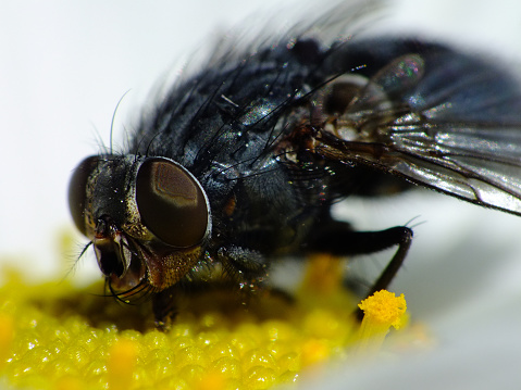 A macro shot of a fly