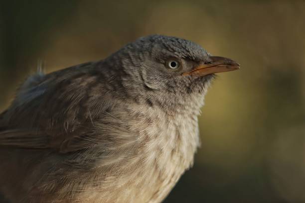 istock Soft focus of a jungle babbler perched on a ledge in the woods 1440777678