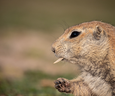 A closeup shot of an adorable Russet ground squirrel