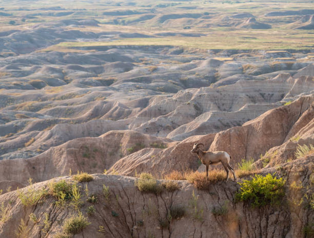 istock Horned ovis on the rocky mountains 1440778119
