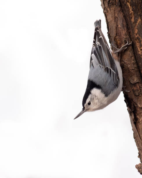 istock Closeup shot of a Eurasian nuthatch perched on a tree 1440778124