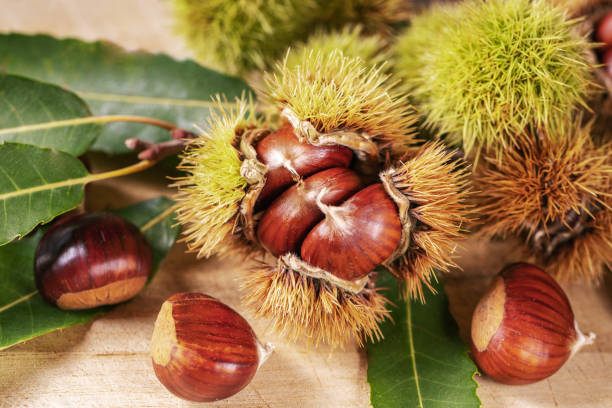 ripe chestnuts close up. sweet edible chestnuts. husked chestnuts and chestnuts with skin. harvest. food background. healthy lifestyle. protein source. view from above. high quality photo - castanhas imagens e fotografias de stock