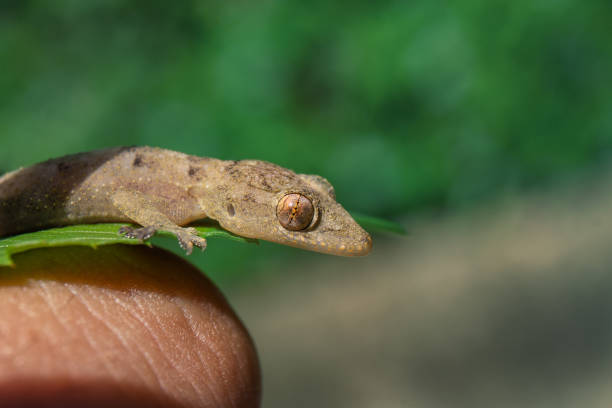 istock Selective focus of a common house gecko on a leaf agaisnt a blurred a background 1440778573