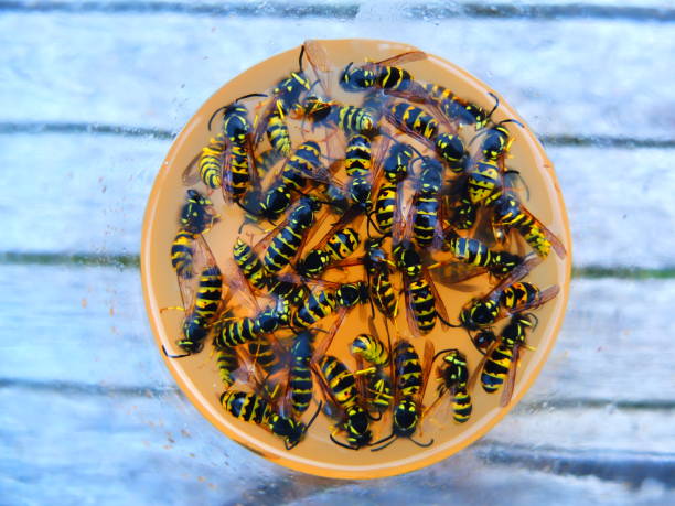 A top view of a wasp trap
