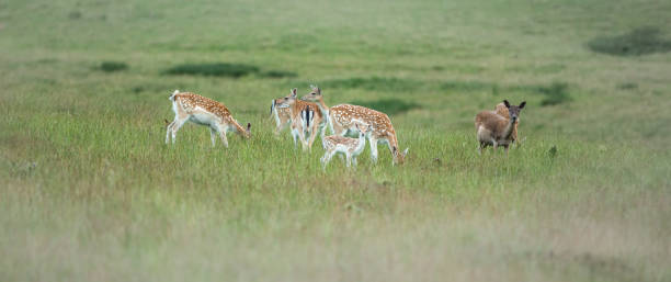 istock Nice shot of deer in wilderness 1440778876