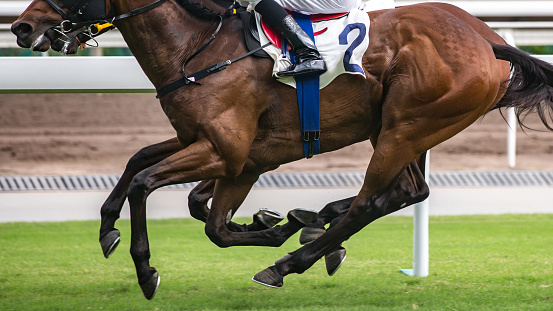 Action Shot of a Professional Jockey Trainer Breezing a Thoroughbred Race Horse at a Fast Pace for Exercise to Improve its Fitness and Stamina