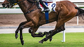 Horse racing themed photograph. Horses running on the race track.