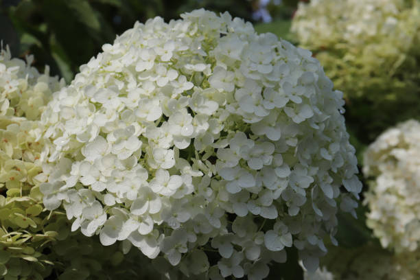 istock white hydrangea after rain in the garden 1440779221