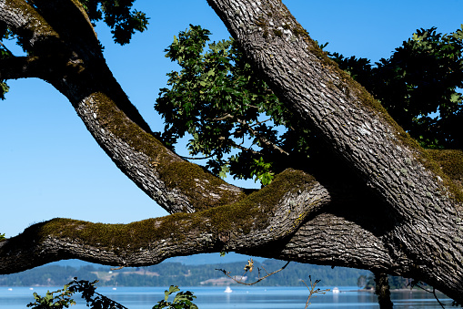 A beautiful view of Patricia Bay with a tree in the foreground in North Saanich, Vancouver Island, BC