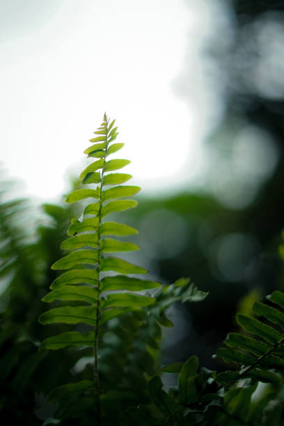 istock Fern wild plant 1440779240