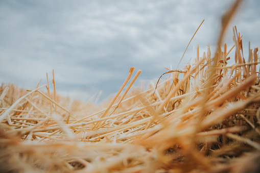 Selective focus shot of straws left from the harvested wheat grains in the farm field